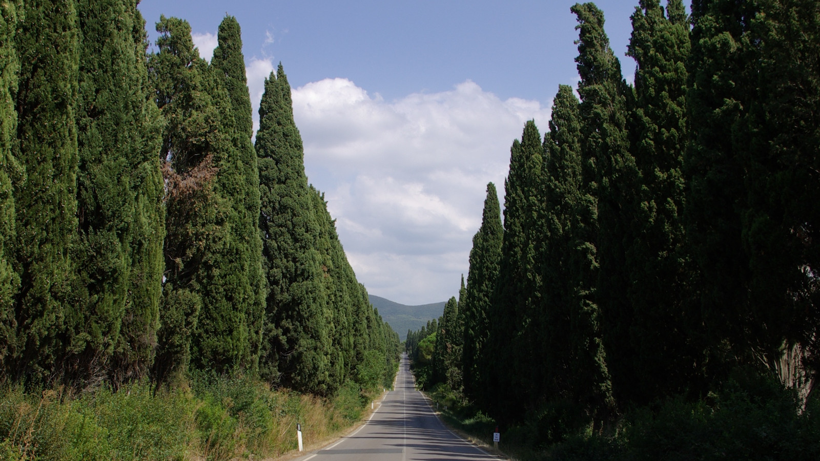 Bolgheri